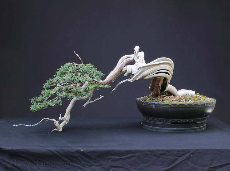 sabina juniper bonsai and lime sulphur
